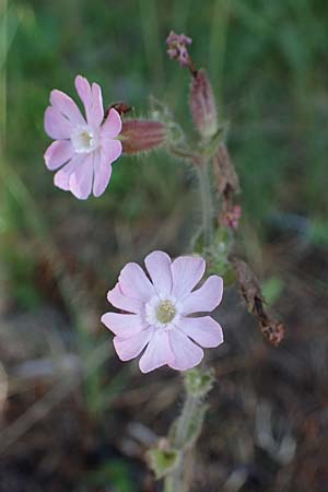 Silene dioica \ Rote Lichtnelke, A Pölstal-Oberzeiring 26.6.2021