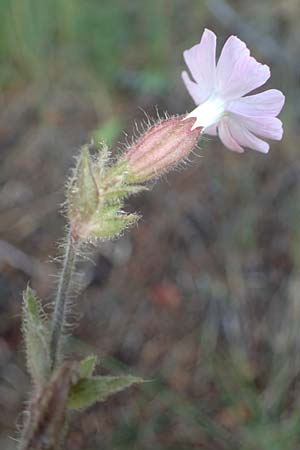 Silene dioica \ Rote Lichtnelke / Red Campion, A Pölstal-Oberzeiring 26.6.2021