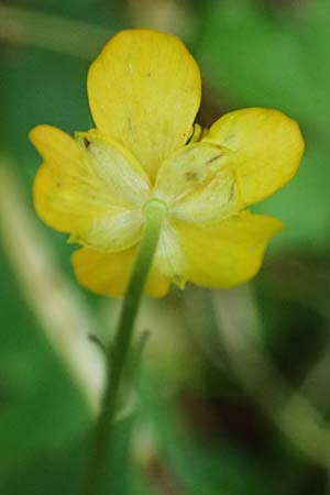 Ranunculus lanuginosus / Woolly-Leaved Buttercup, A Kraubath (Mur) 27.6.2021