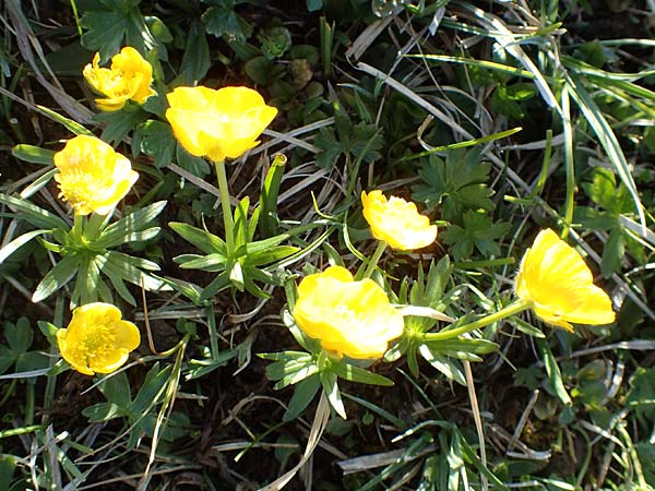 Ranunculus montanus \ Berg-Hahnenfu / Mountain Buttercup, A Namlos 1.5.2019