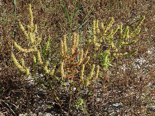 Rumex maritimus \ Ufer-Ampfer, A Seewinkel, Apetlon 23.9.2022