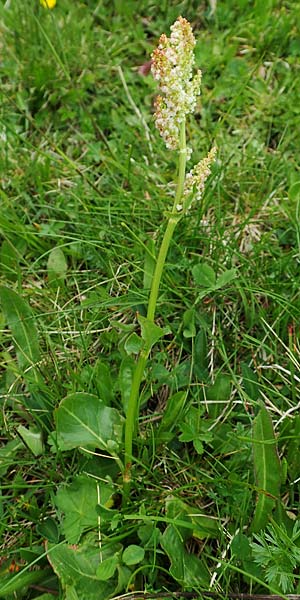 Rumex nivalis \ Schnee-Ampfer / Snow Dock, A Schneealpe 30.6.2020