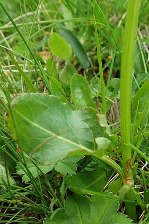 Rumex nivalis \ Schnee-Ampfer / Snow Dock, A Schneealpe 30.6.2020