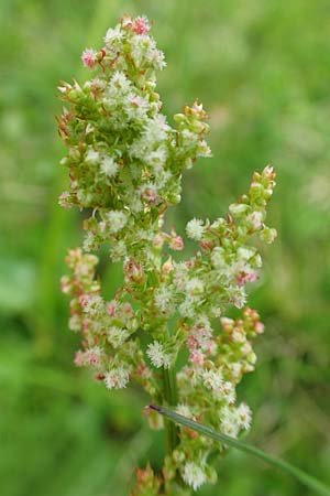 Rumex nivalis \ Schnee-Ampfer / Snow Dock, A Schneealpe 30.6.2020