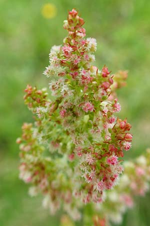 Rumex nivalis \ Schnee-Ampfer / Snow Dock, A Schneealpe 30.6.2020