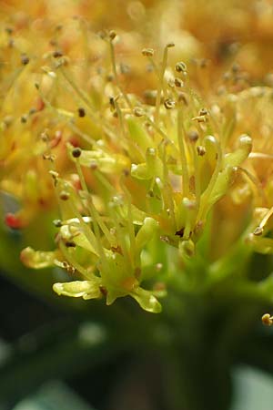 Rhodiola rosea \ Rosenwurz, A Seetaler Alpen, Zirbitzkogel 28.6.2021