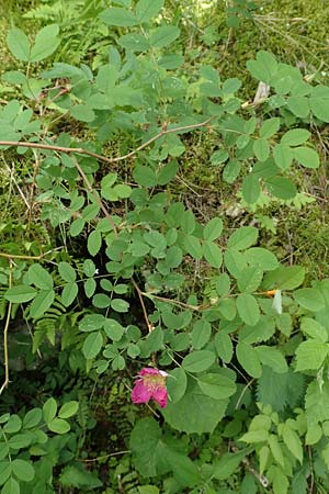 Rosa pendulina \ Alpen-Heckenrose / Alpine Rose, A Kärnten/Carinthia, Gallizien 18.5.2016