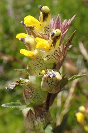 Rhinanthus alpinus \ Alpen-Klappertopf / Alpine Yellow-Rattle, A Kärnten/Carinthia, Koralpe 9.8.2016