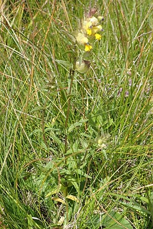 Rhinanthus alpinus \ Alpen-Klappertopf / Alpine Yellow-Rattle, A Kärnten/Carinthia, Koralpe 9.8.2016