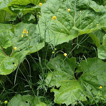 Ranunculus polyanthemos / Multiflowered Buttercup, A Pusterwald 1.7.2019