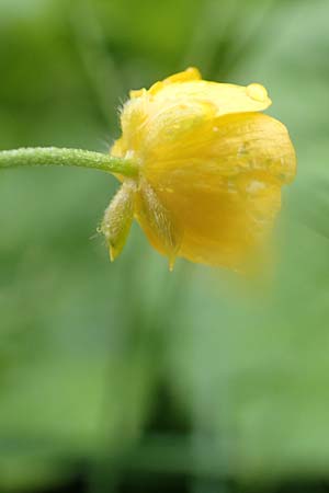 Ranunculus polyanthemos \ Vielbltiger Hahnenfu / Multiflowered Buttercup, A Pusterwald 1.7.2019