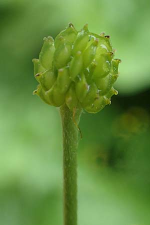 Ranunculus polyanthemos / Multiflowered Buttercup, A Pusterwald 1.7.2019