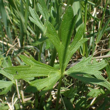 Ranunculus polyanthemos / Multiflowered Buttercup, A Seewinkel, Illmitz 9.5.2022