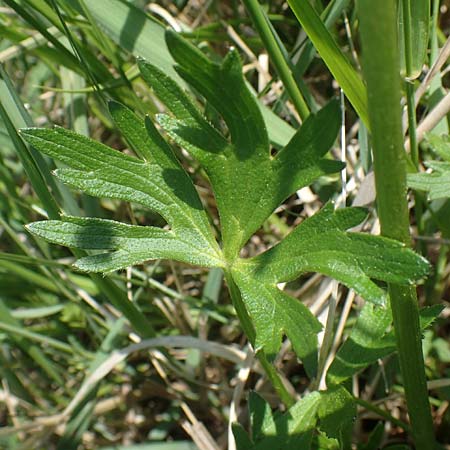 Ranunculus polyanthemos / Multiflowered Buttercup, A Seewinkel, Illmitz 9.5.2022