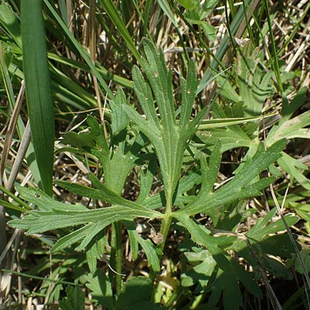 Ranunculus polyanthemos / Multiflowered Buttercup, A Seewinkel, Illmitz 9.5.2022