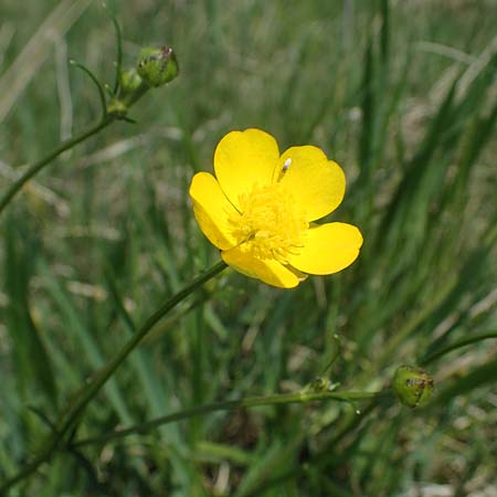 Ranunculus polyanthemos \ Vielbltiger Hahnenfu / Multiflowered Buttercup, A Seewinkel, Illmitz 9.5.2022