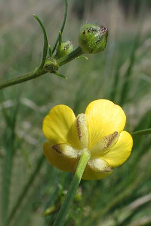 Ranunculus polyanthemos \ Vielbltiger Hahnenfu / Multiflowered Buttercup, A Seewinkel, Illmitz 9.5.2022