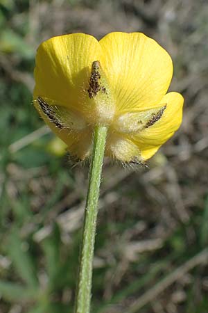 Ranunculus polyanthemos / Multiflowered Buttercup, A Seewinkel, Podersdorf 10.5.2022