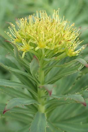 Rhodiola rosea \ Rosenwurz / Golden Root, Roseroot, A Pusterwald, Eiskar 1.7.2019