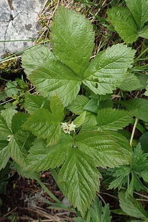 Rubus saxatilis / Stone Bramble, A Schneealpe 30.6.2020