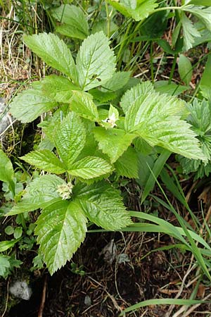 Rubus saxatilis / Stone Bramble, A Schneealpe 30.6.2020