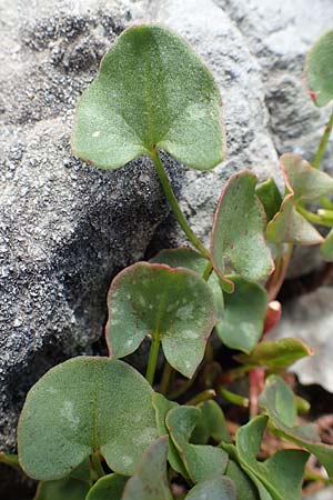 Rumex scutatus \ Schild-Ampfer, A Dachstein, Auretskar 7.7.2020