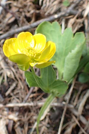 Ranunculus hybridus \ Nierenblttriger Hahnenfu / Hybrid Buttercup, A Kärnten/Carinthia, Hochstuhl 17.5.2016