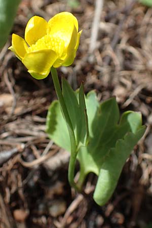 Ranunculus hybridus \ Nierenblttriger Hahnenfu / Hybrid Buttercup, A Kärnten/Carinthia, Hochstuhl 17.5.2016