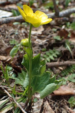 Ranunculus hybridus \ Nierenblttriger Hahnenfu / Hybrid Buttercup, A Kärnten/Carinthia, Hochstuhl 17.5.2016