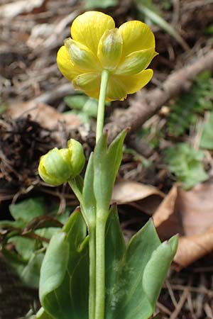 Ranunculus hybridus \ Nierenblttriger Hahnenfu / Hybrid Buttercup, A Kärnten/Carinthia, Hochstuhl 17.5.2016