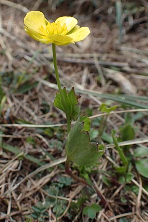 Ranunculus hybridus \ Nierenblttriger Hahnenfu / Hybrid Buttercup, A Kärnten/Carinthia, Hochstuhl 17.5.2016