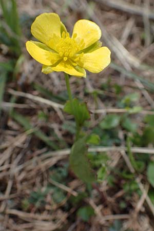 Ranunculus hybridus \ Nierenblttriger Hahnenfu / Hybrid Buttercup, A Kärnten/Carinthia, Hochstuhl 17.5.2016