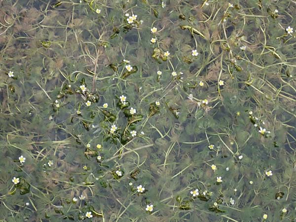 Ranunculus trichophyllus ? \ Haarblttriger Wasser-Hahnenfu / Thread-Leaved Water Crowfoot, A Schwarzau im Gebirge 29.6.2020