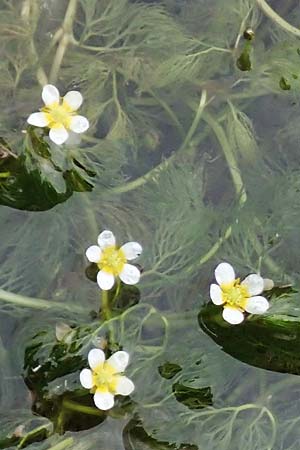 Ranunculus trichophyllus ? \ Haarblttriger Wasser-Hahnenfu / Thread-Leaved Water Crowfoot, A Schwarzau im Gebirge 29.6.2020