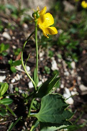 Ranunculus thora \ Schildblttriger Hahnenfu, A Lawinenstein 5.7.2020