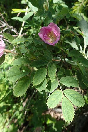 Rosa pendulina \ Alpen-Heckenrose / Alpine Rose, A Kärnten/Carinthia, Koralpe 3.7.2022