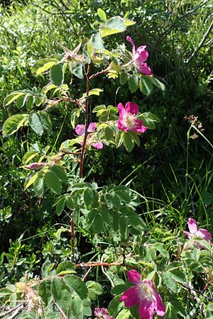 Rosa pendulina \ Alpen-Heckenrose / Alpine Rose, A Kärnten/Carinthia, Koralpe 3.7.2022