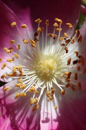 Rosa pendulina \ Alpen-Heckenrose, A Kärnten, Koralpe 3.7.2022