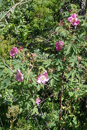 Rosa pendulina \ Alpen-Heckenrose / Alpine Rose, A Kärnten/Carinthia, Koralpe 3.7.2022