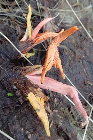 Rumex alpinus / Alpine Dock, Monk's Rhubarb, A Pölstal-Oberzeiring 26.6.2021