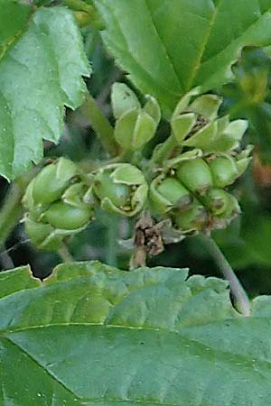 Rubus saxatilis \ Steinbeere, A Tragöß 30.6.2019