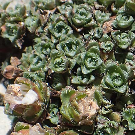 Saxifraga oppositifolia subsp. blepharophylla \ Wimperblttriger Steinbrech, A Dachstein 10.7.2020