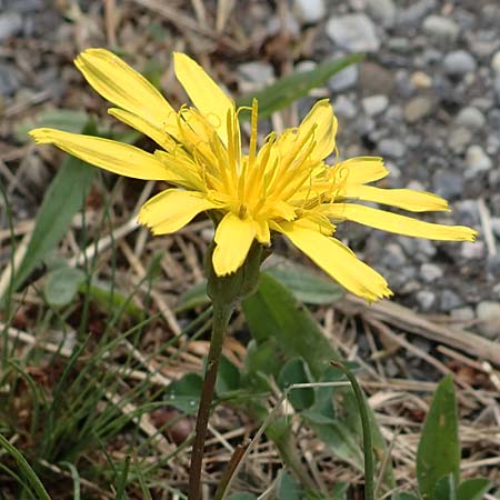 Scorzonera jacquiniana \ Jacquins Schwarzwurzel, Graue Schwarzwurzel, A Seewinkel,  Apetlon 8.5.2022