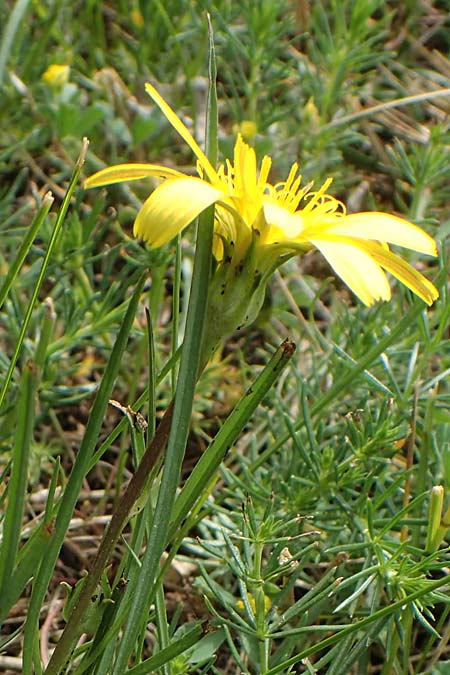 Scorzonera jacquiniana \ Jacquins Schwarzwurzel, Graue Schwarzwurzel, A Seewinkel,  Apetlon 8.5.2022