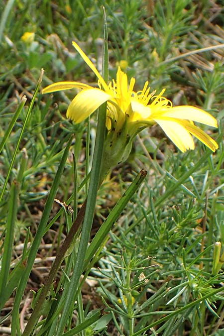 Scorzonera cana \ Jacquins Schwarzwurzel, Graue Schwarzwurzel / Jacquin's Viper's Grass, A Seewinkel, Apetlon 8.5.2022