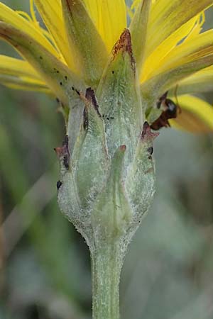 Scorzonera cana \ Jacquins Schwarzwurzel, Graue Schwarzwurzel, A Seewinkel, Apetlon 8.5.2022