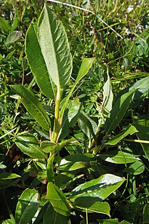 Salix waldsteiniana \ Waldsteins Weide, Bumchen-Weide / Waldstein's Willow, A Kärnten/Carinthia, Petzen 21.7.2007