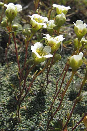 Saxifraga squarrosa \ Sparriger Steinbrech / Dolomites Saxifrage, A Kärnten/Carinthia, Petzen 21.7.2007