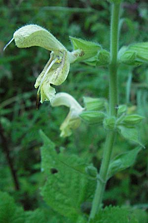 Salvia glutinosa \ Klebrige Salbei / Sticky Sage, A Klaus 14.7.2007
