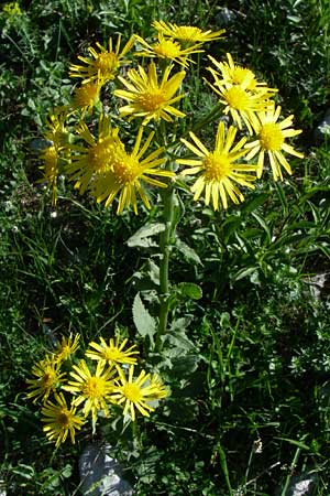 Senecio alpinus / Alpine Ragwort, A Menauer Alm 31.5.2008